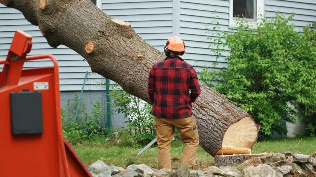 Timber Cuts Tree Removal Service in Kaysville, UT