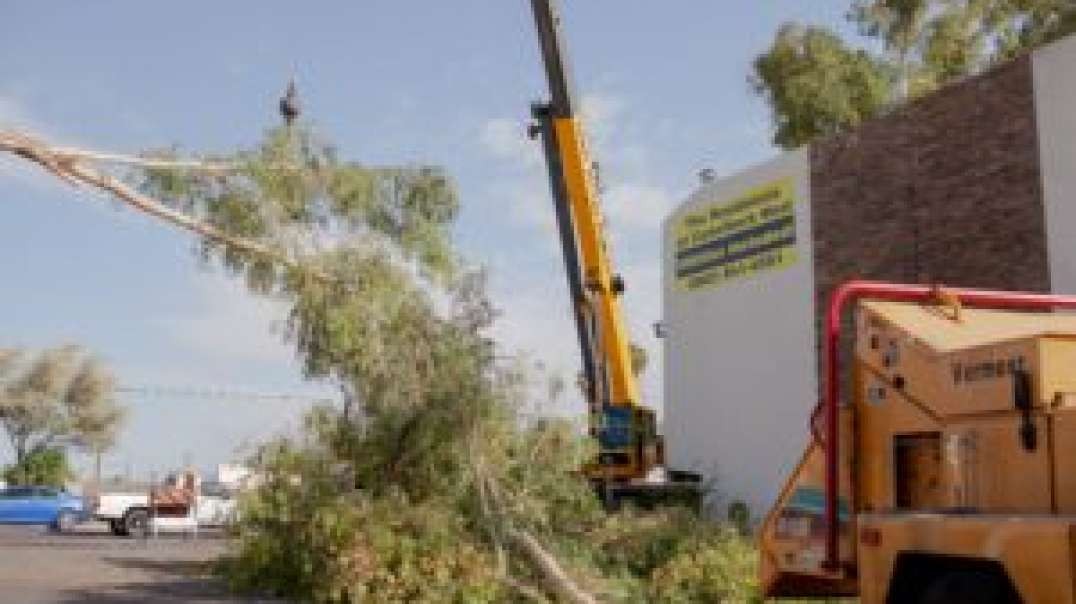 King's Tree Services in Scottsdale, AZ