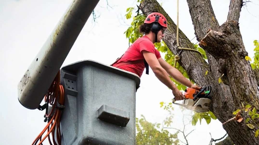 Timber Cuts Tree Service : Tree Cutting Services in Kaysville, UT | (801) 335-9650