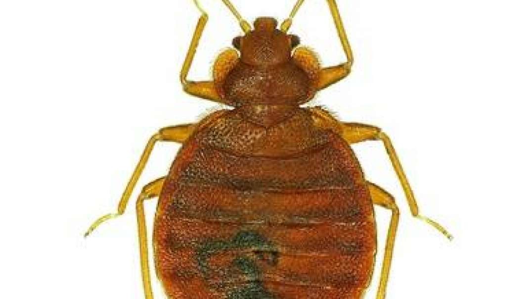 Bed Bug Texas Termite & Pest Control : Bed Bug Exterminator in Katy, TX