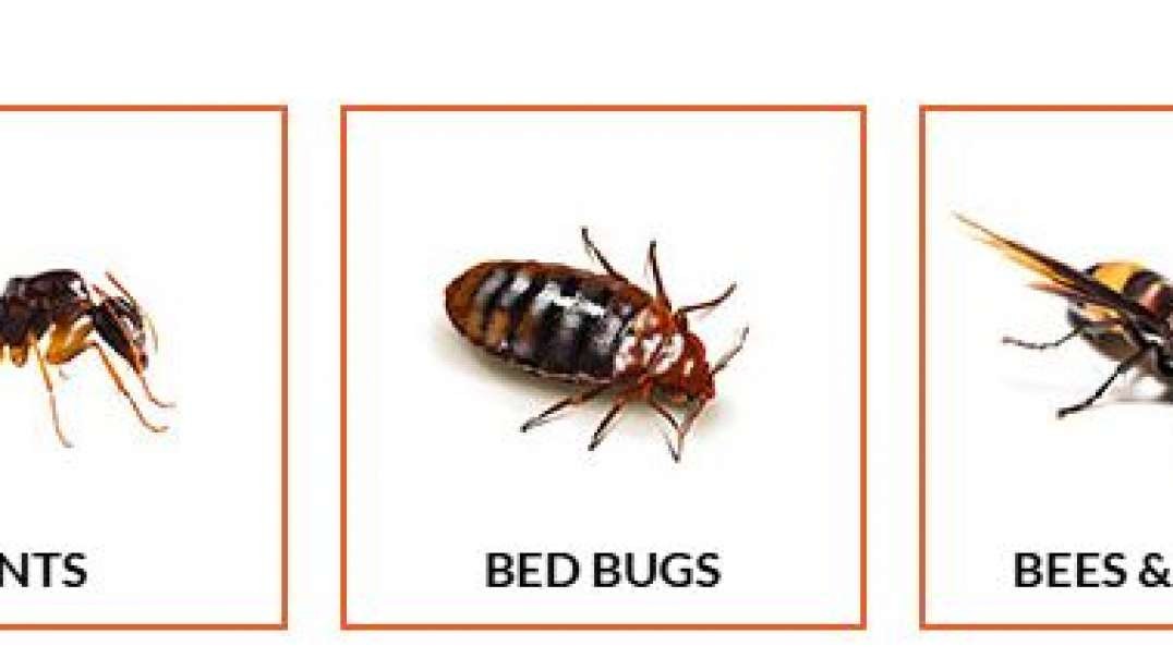 Ecola Termite - #1 Pest Control in Ventura County | 93036